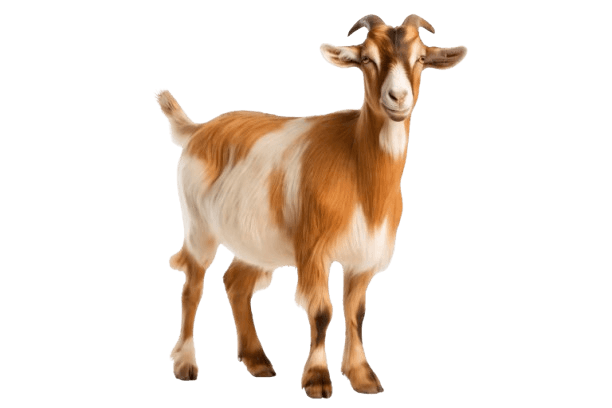 Goat