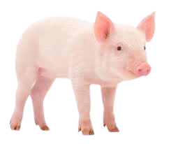 Pig